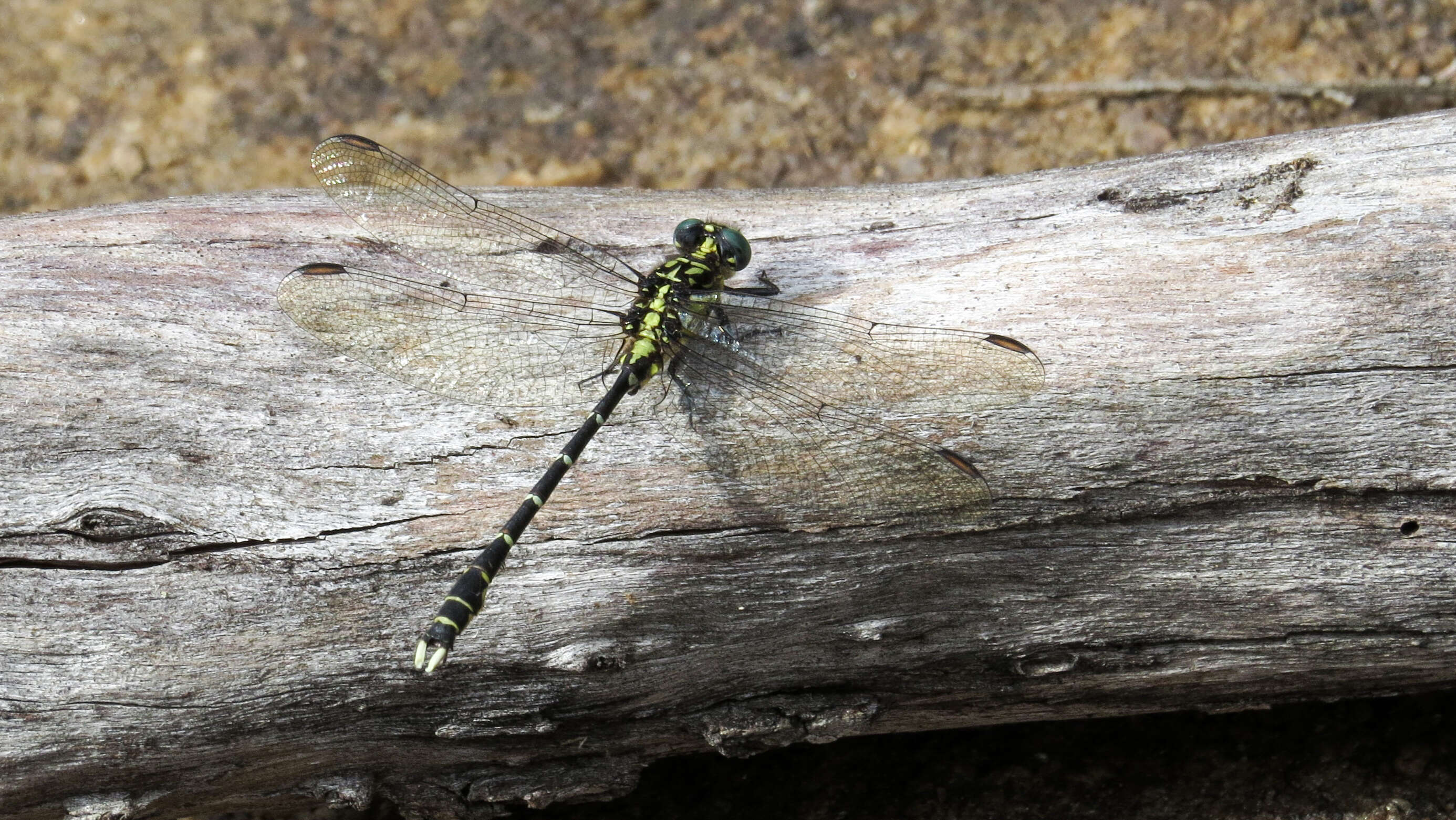 Image of Hemigomphus gouldii (Selys 1854)