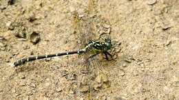 Image of Hemigomphus gouldii (Selys 1854)