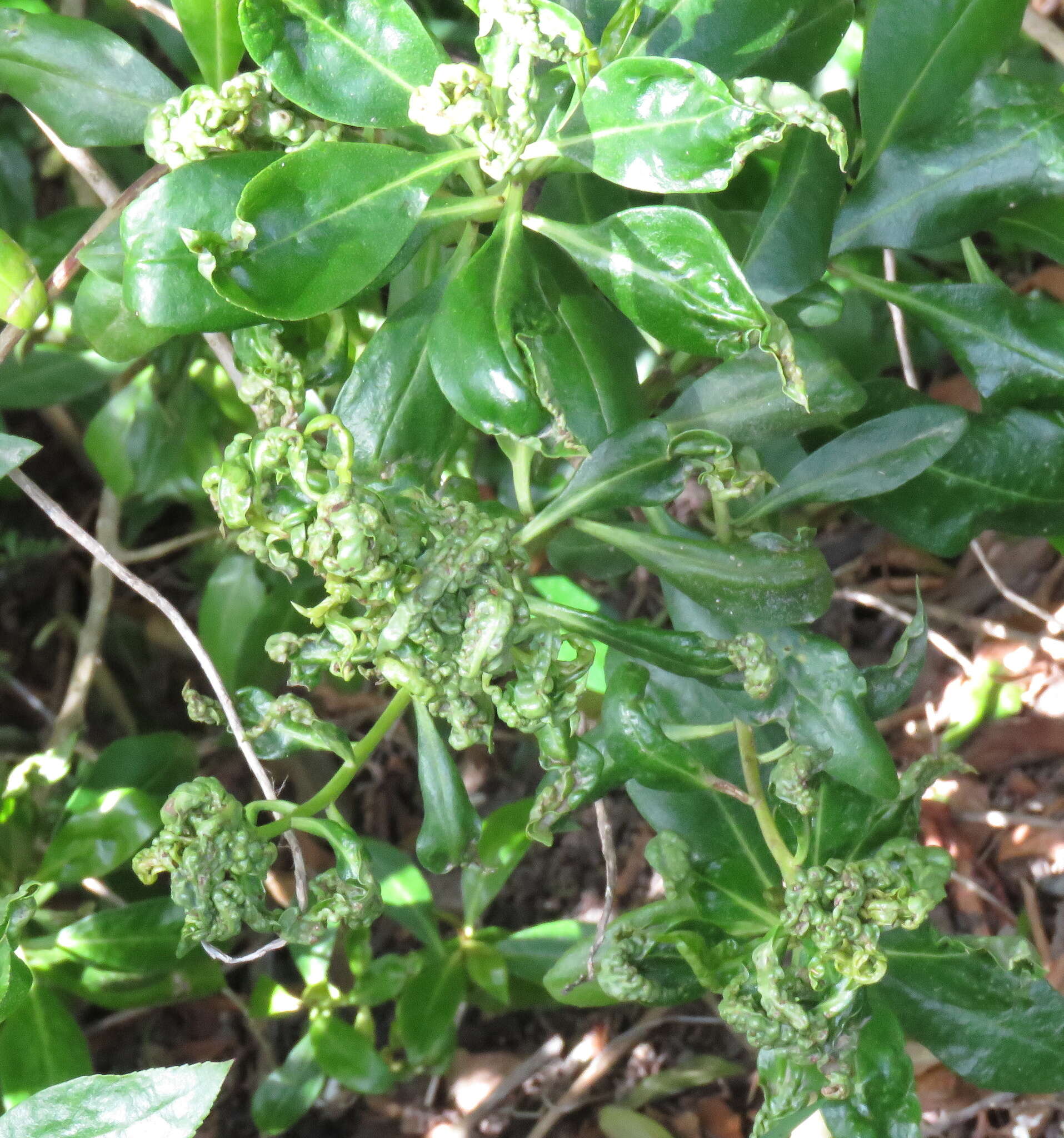 Image of Myoporum thrip