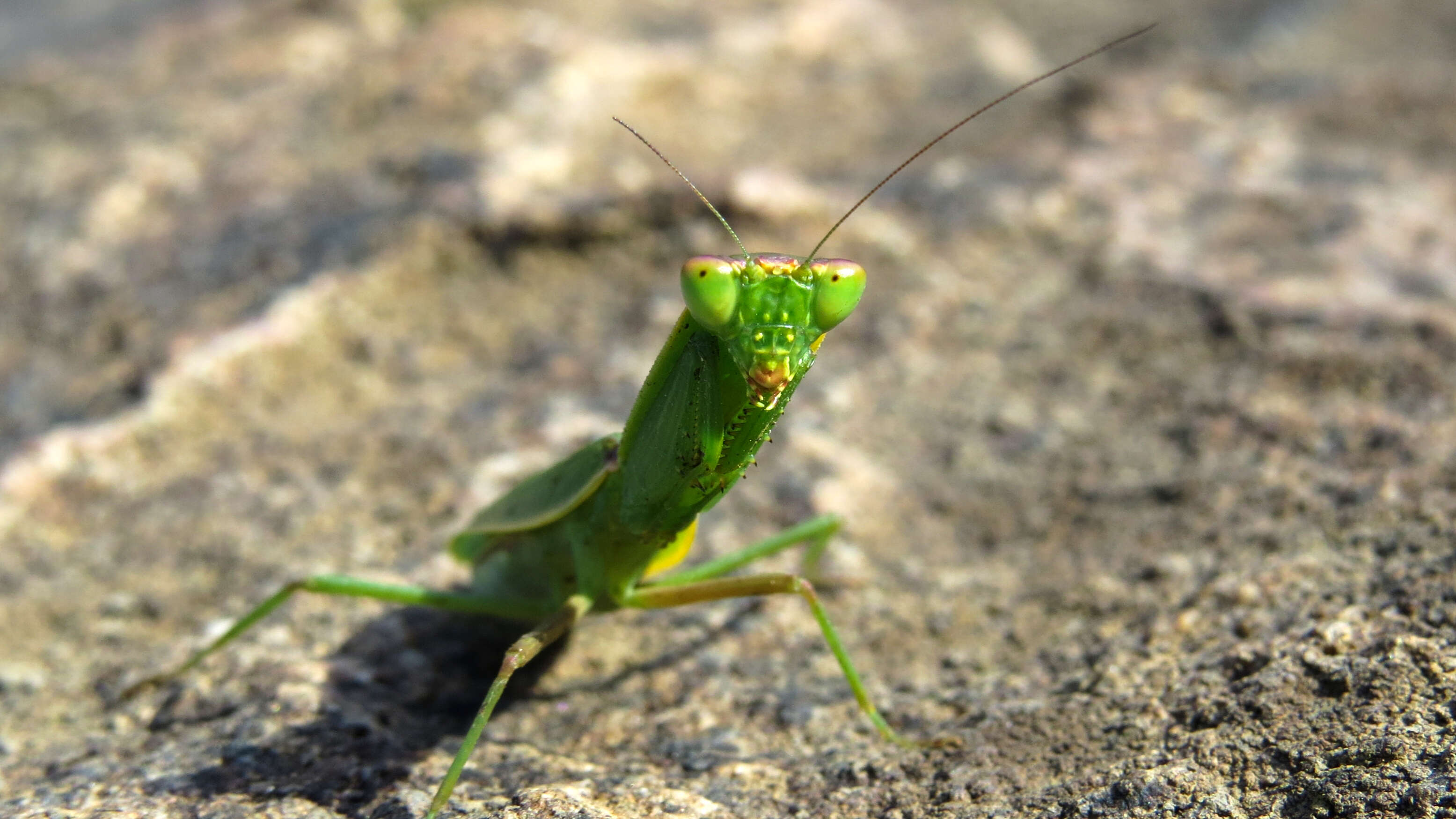 Image of Mantis