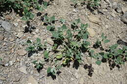 Image of Chenopodium sosnowskyi Kapeller