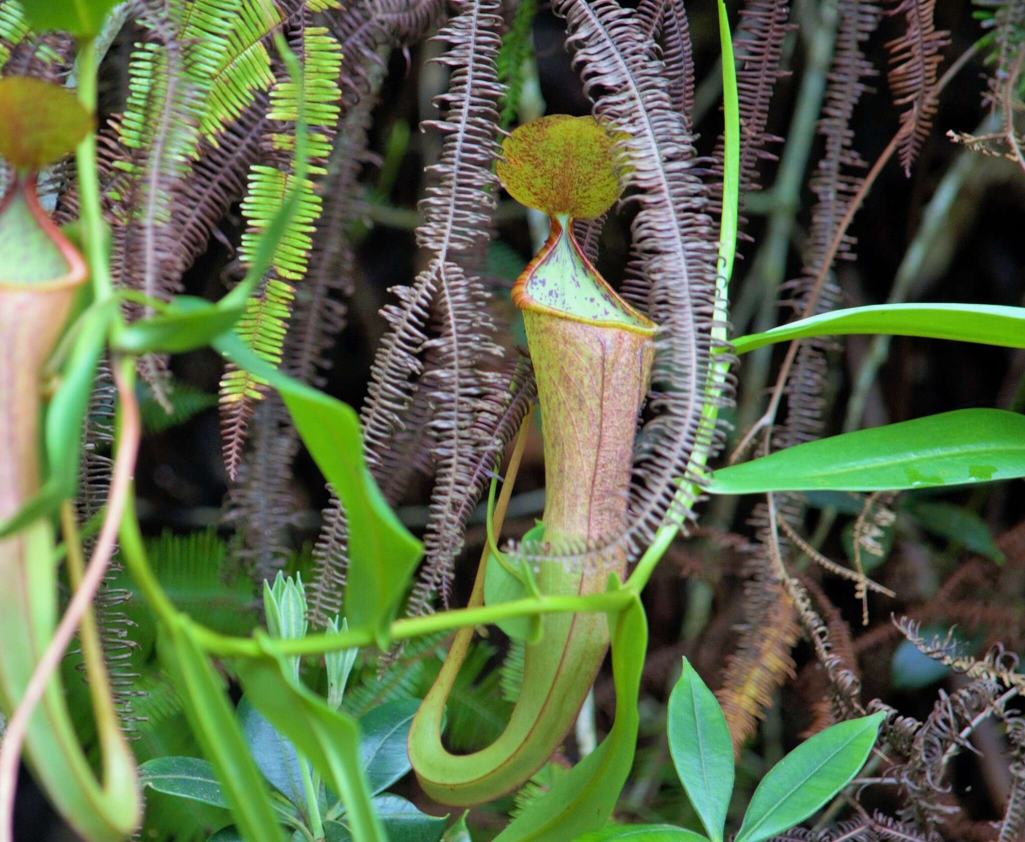 Image of Nepenthes gracillima Ridl.