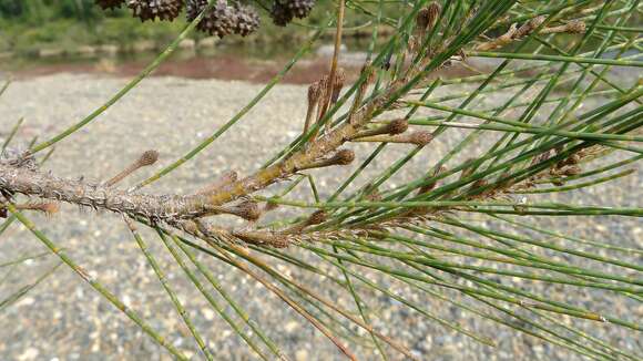 Image of river sheoak