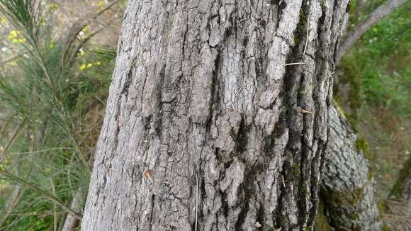 Image of river sheoak