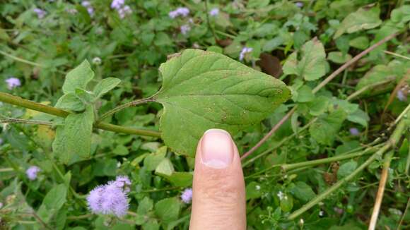 Imagem de Ageratum houstonianum Mill.