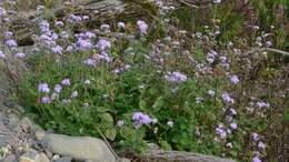 Imagem de Ageratum houstonianum Mill.