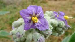 Image of earleaf nightshade