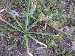 Image of Ornithogalum ponticum Zahar.