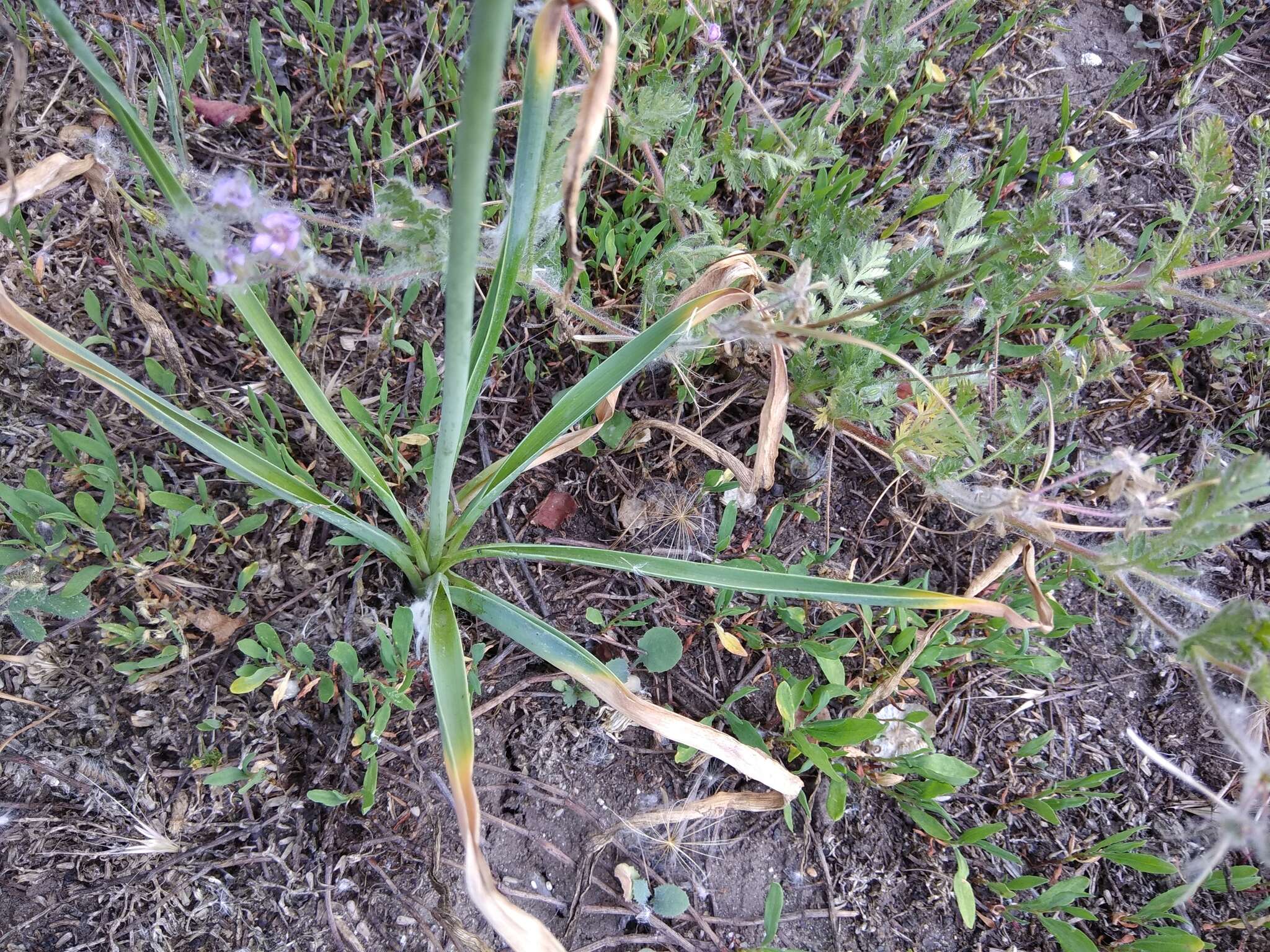 Image of Ornithogalum ponticum Zahar.