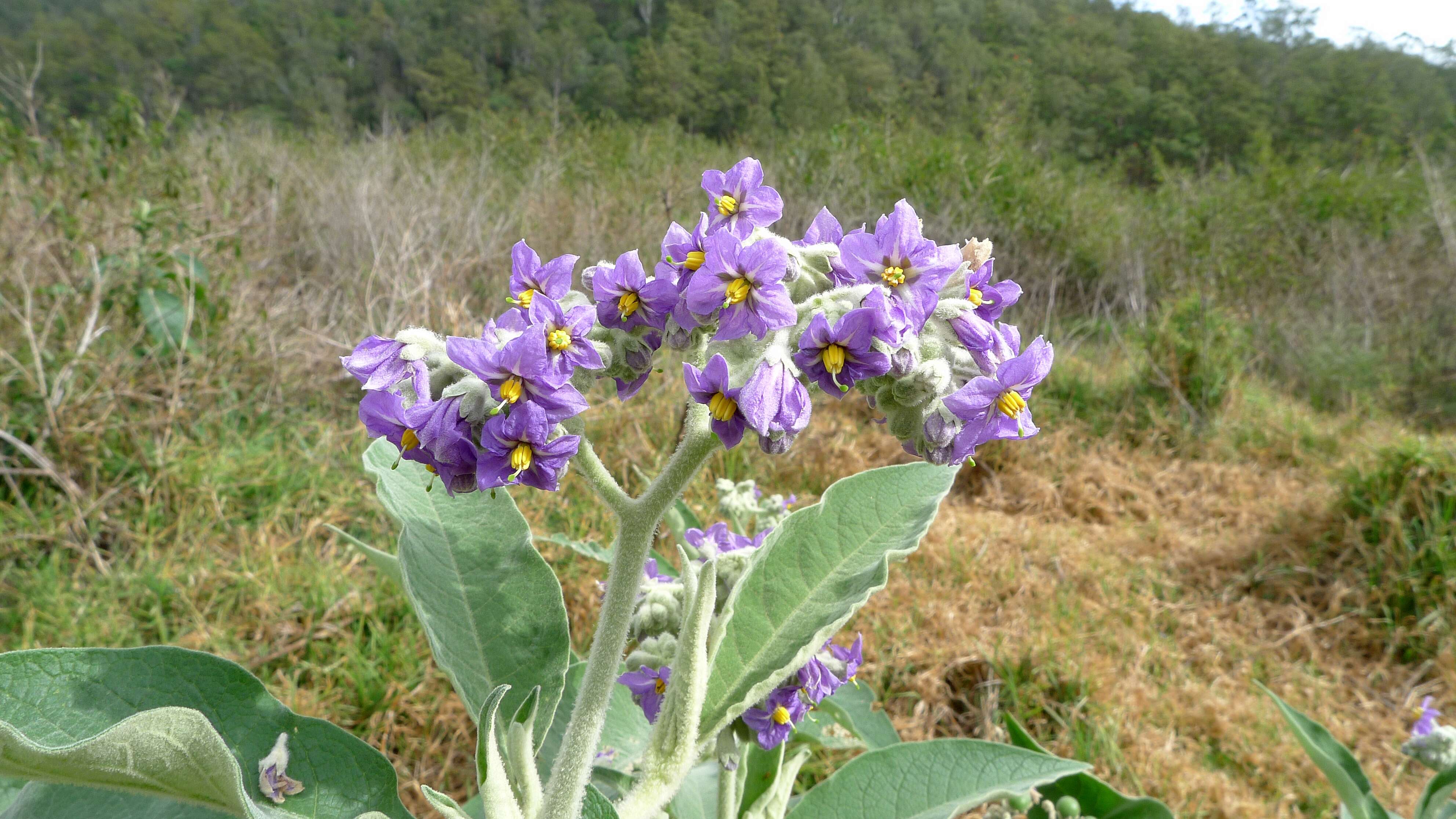 Image of earleaf nightshade