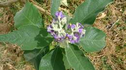 Image of earleaf nightshade