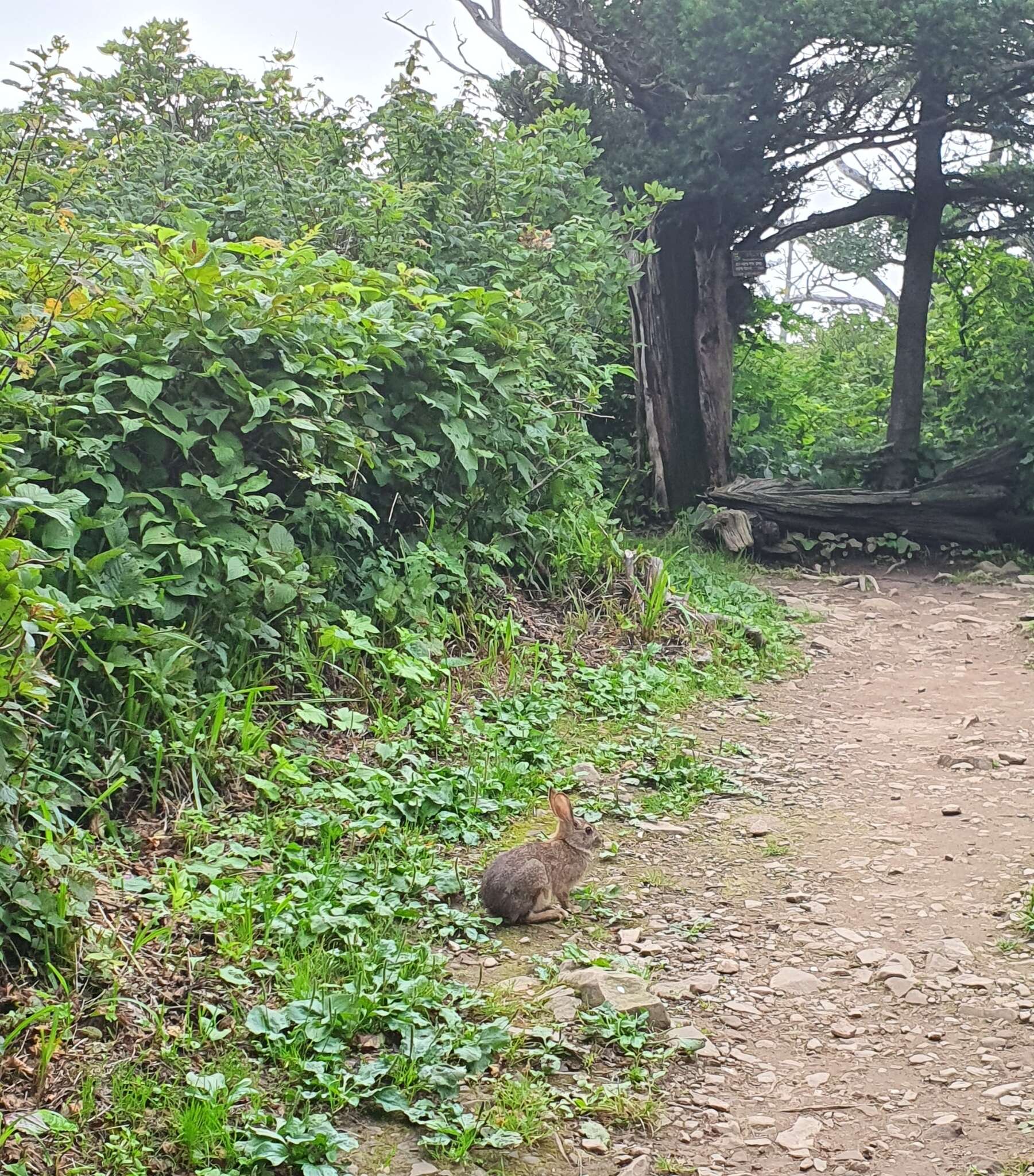 Image of Korean Hare