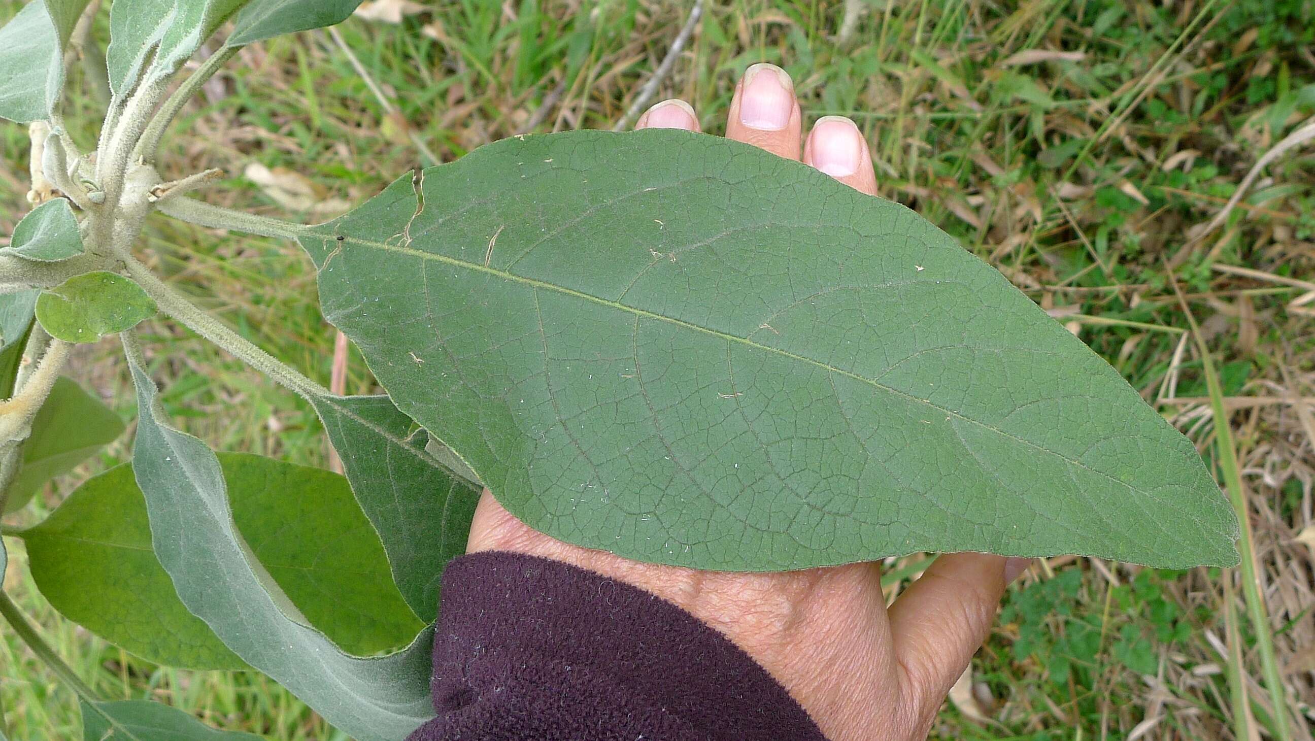 Image of earleaf nightshade