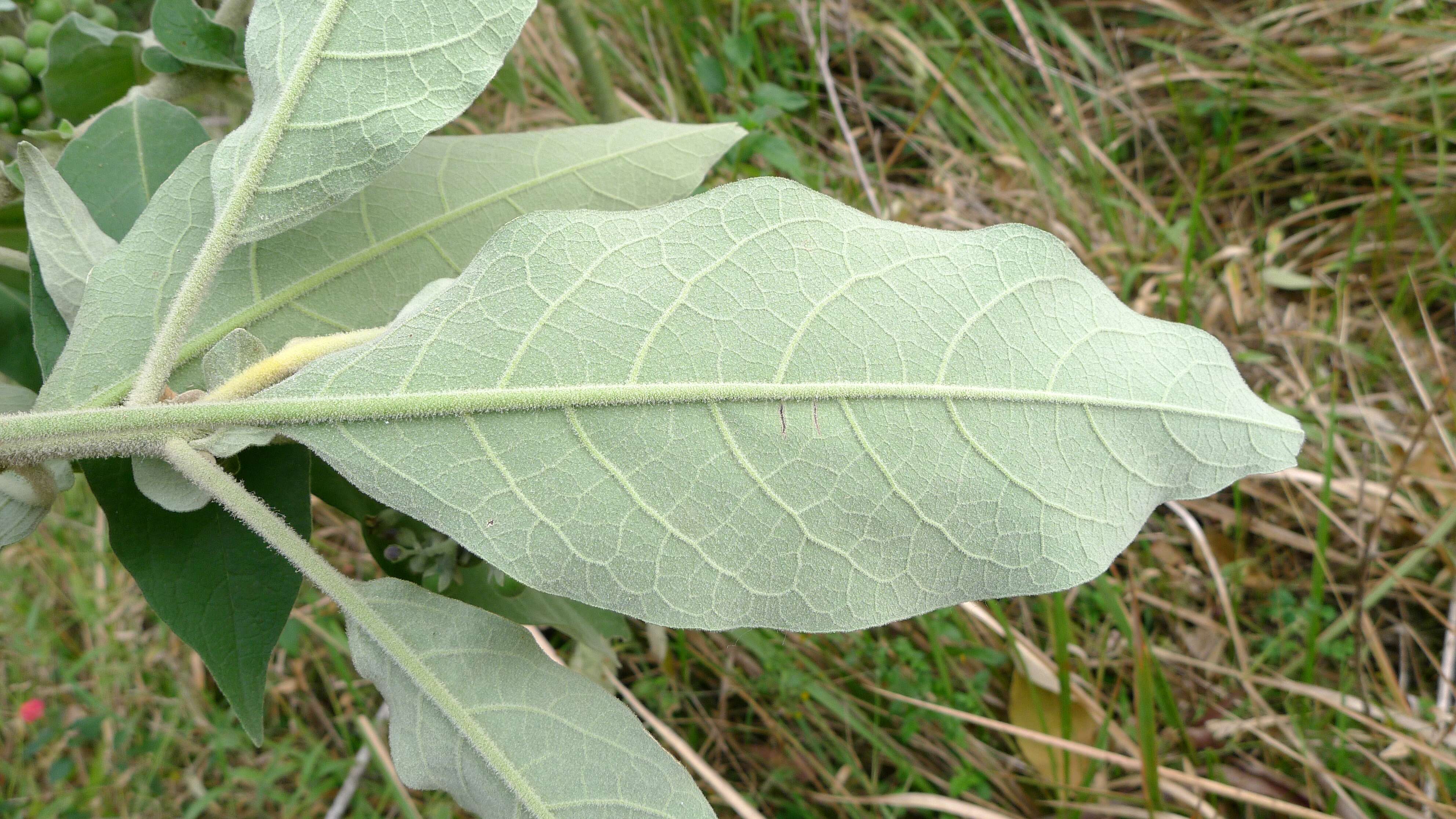 Image of earleaf nightshade