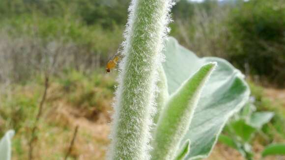 Imagem de Solanum mauritianum Scop.