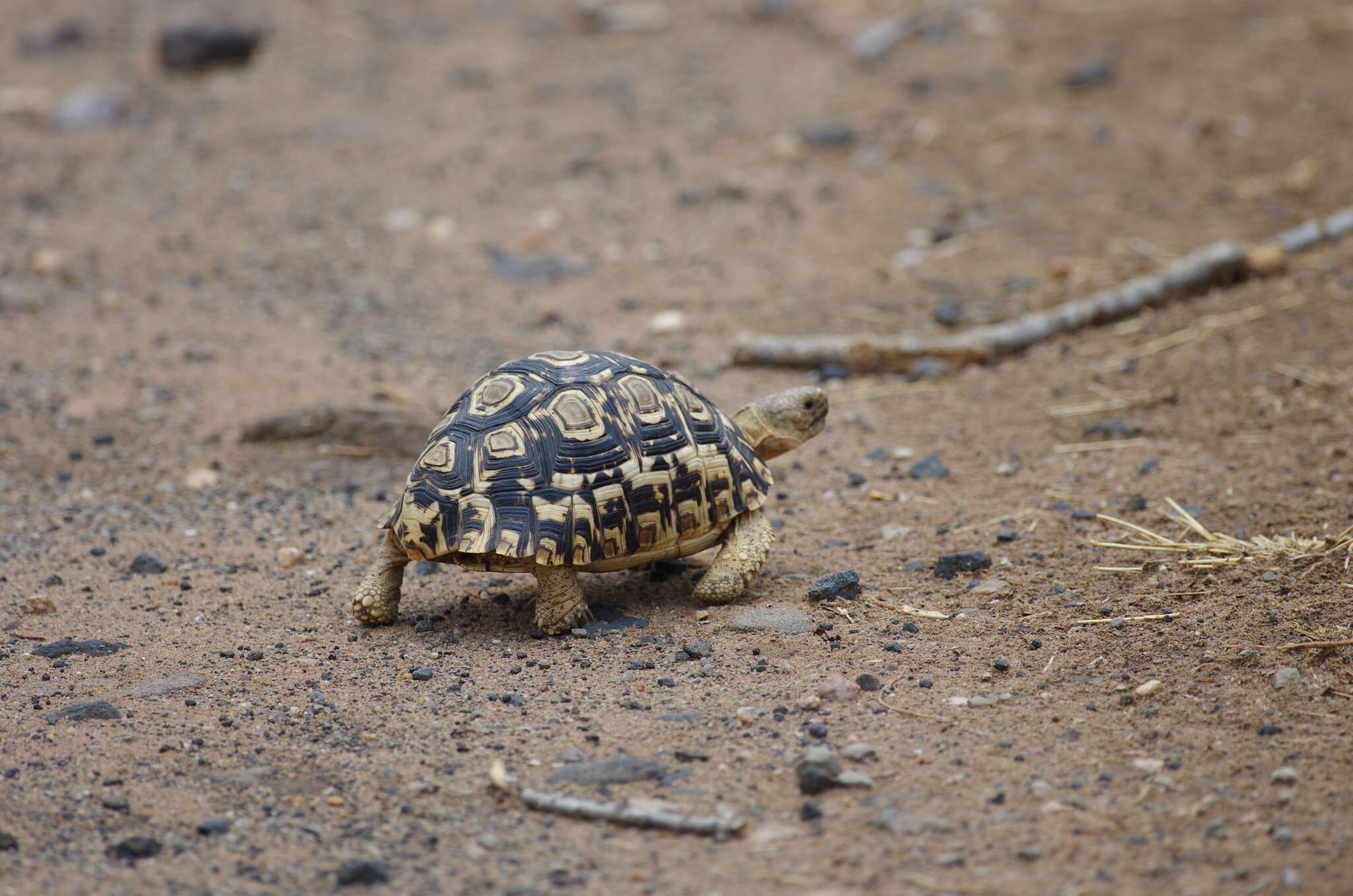 Image of Stigmochelys