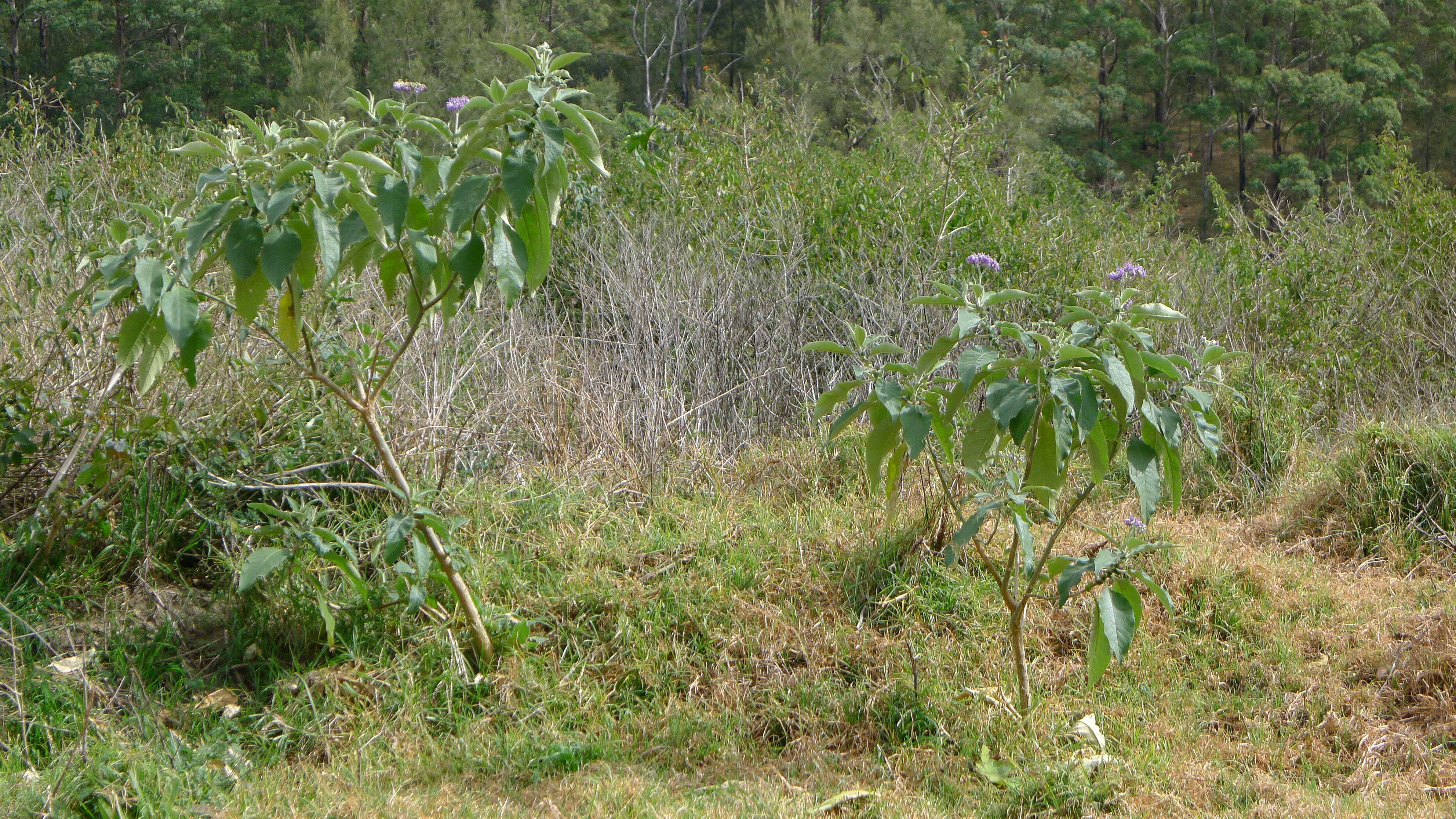 Image of earleaf nightshade