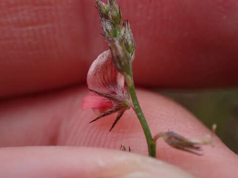 Plancia ëd Indigofera leptocarpa Eckl. & Zeyh.