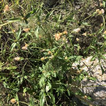 Image of Sonoran globe amaranth