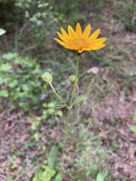 Helianthus occidentalis subsp. occidentalis resmi