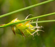 Image of Fewseed sedge