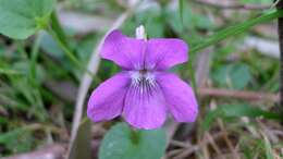 Image of common dog-violet