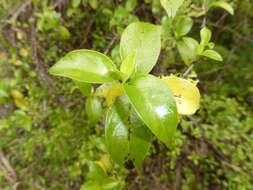 Imagem de Geniostoma rupestre var. ligustrifolium (Cunn.) B. J. Conn