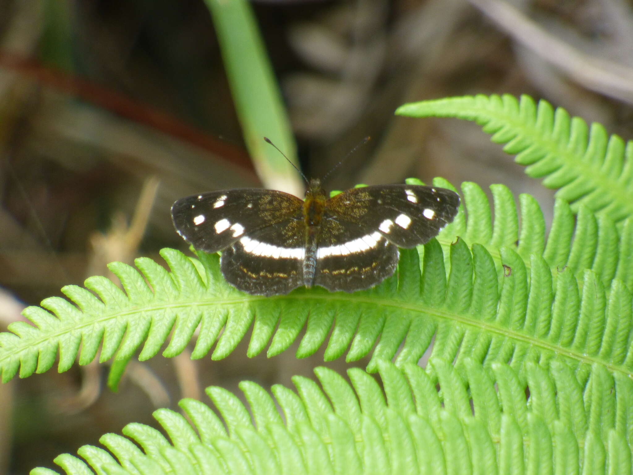 Image of Janatella fellula Schaus 1902