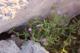 Image of Fagonia chilensis Hooker & Arnott