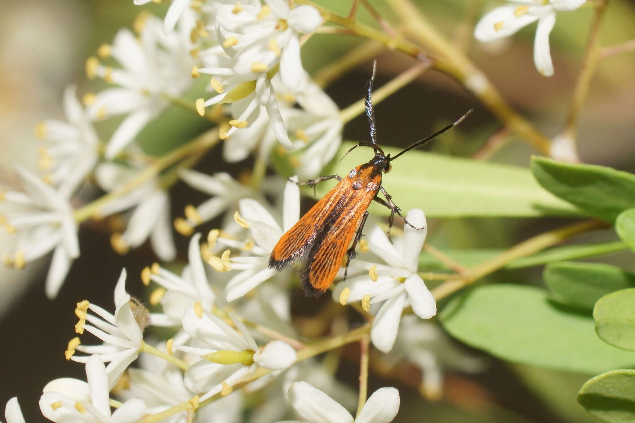 Слика од Snellenia lineata Walker 1856