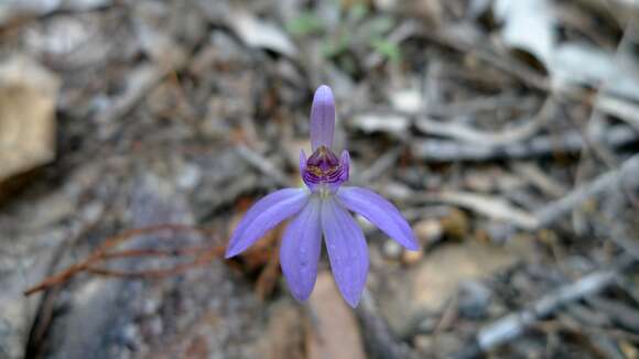 Image of Eastern tiny blue china orchid