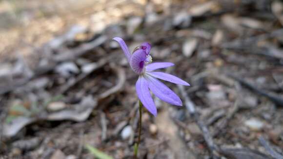 Image of Eastern tiny blue china orchid