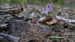 Image of Eastern tiny blue china orchid