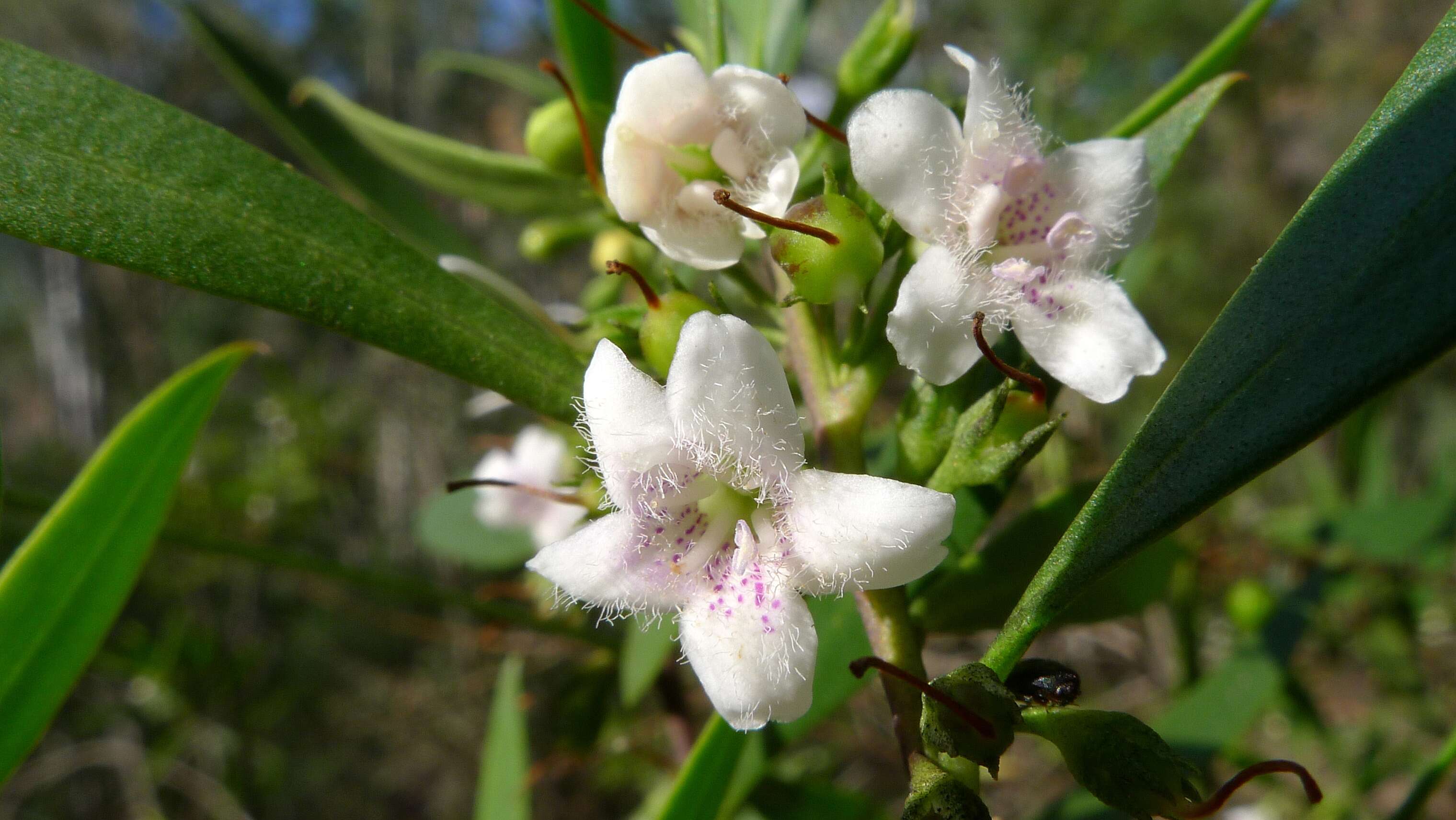 Слика од Myoporum