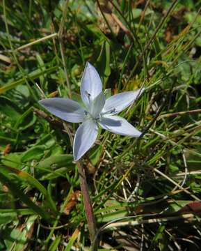 Image of Lomatogonium carinthiacum (Wulfen) Reichenb.