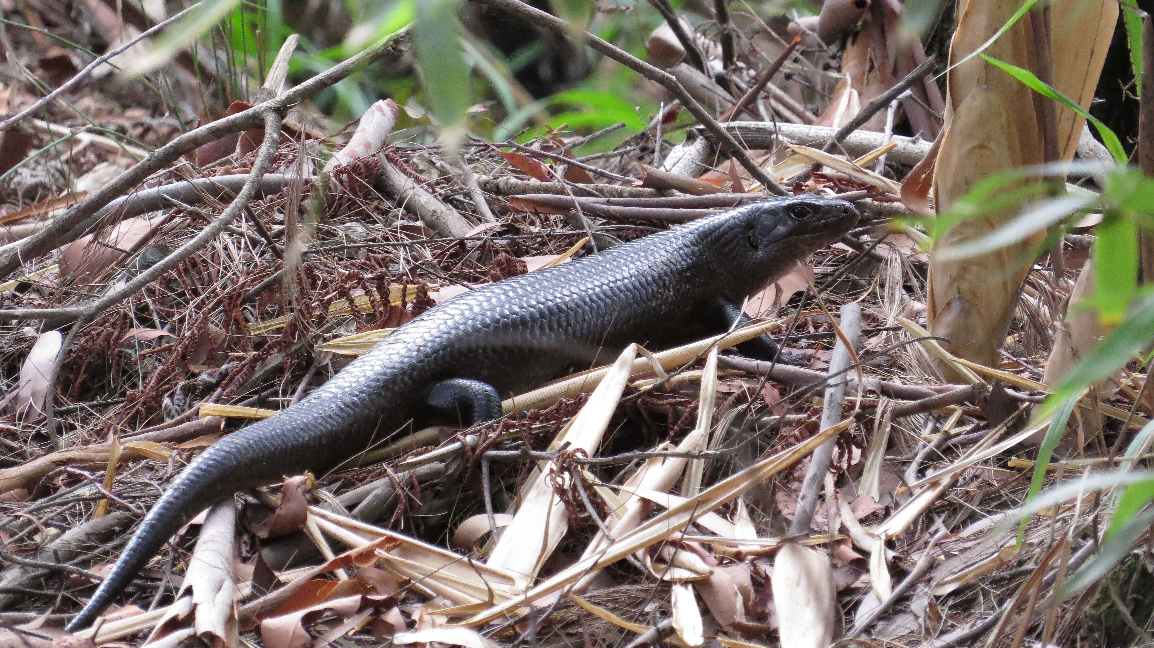 Image of Land Mullet