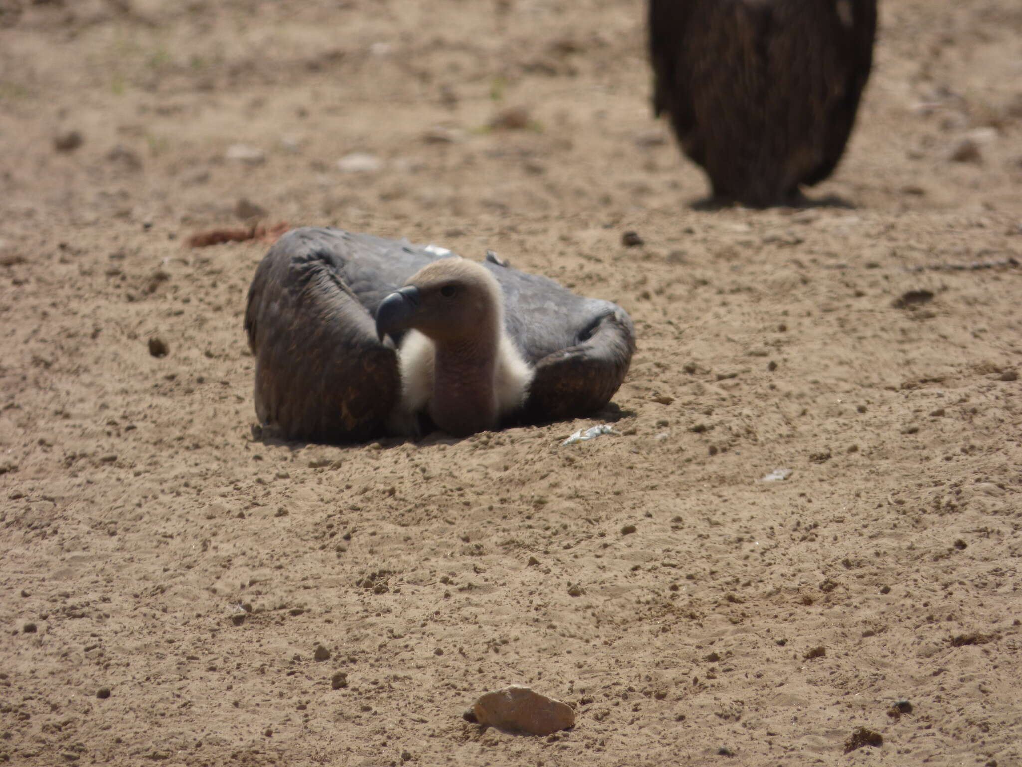 Image of Asian White-backed Vulture