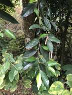 Image of Ficus ampelas Burm. fil.