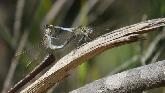 Image of Orthetrum caledonicum (Brauer 1865)