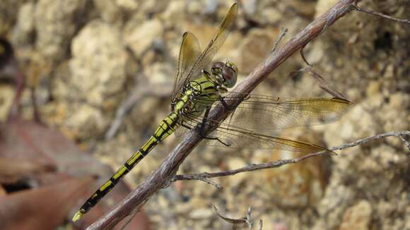 Image of Orthetrum caledonicum (Brauer 1865)