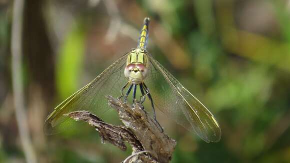 Image of Orthetrum caledonicum (Brauer 1865)