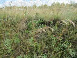 Image of needlegrass