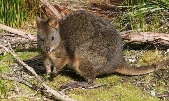 Image of Red-bellied Pademelon