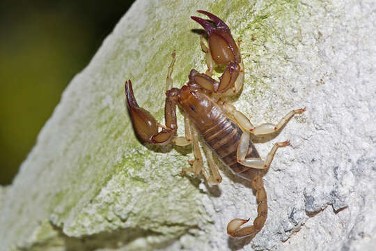 Euscorpius candiota Birula 1903 resmi