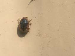 Image of Loew's Lady Beetle