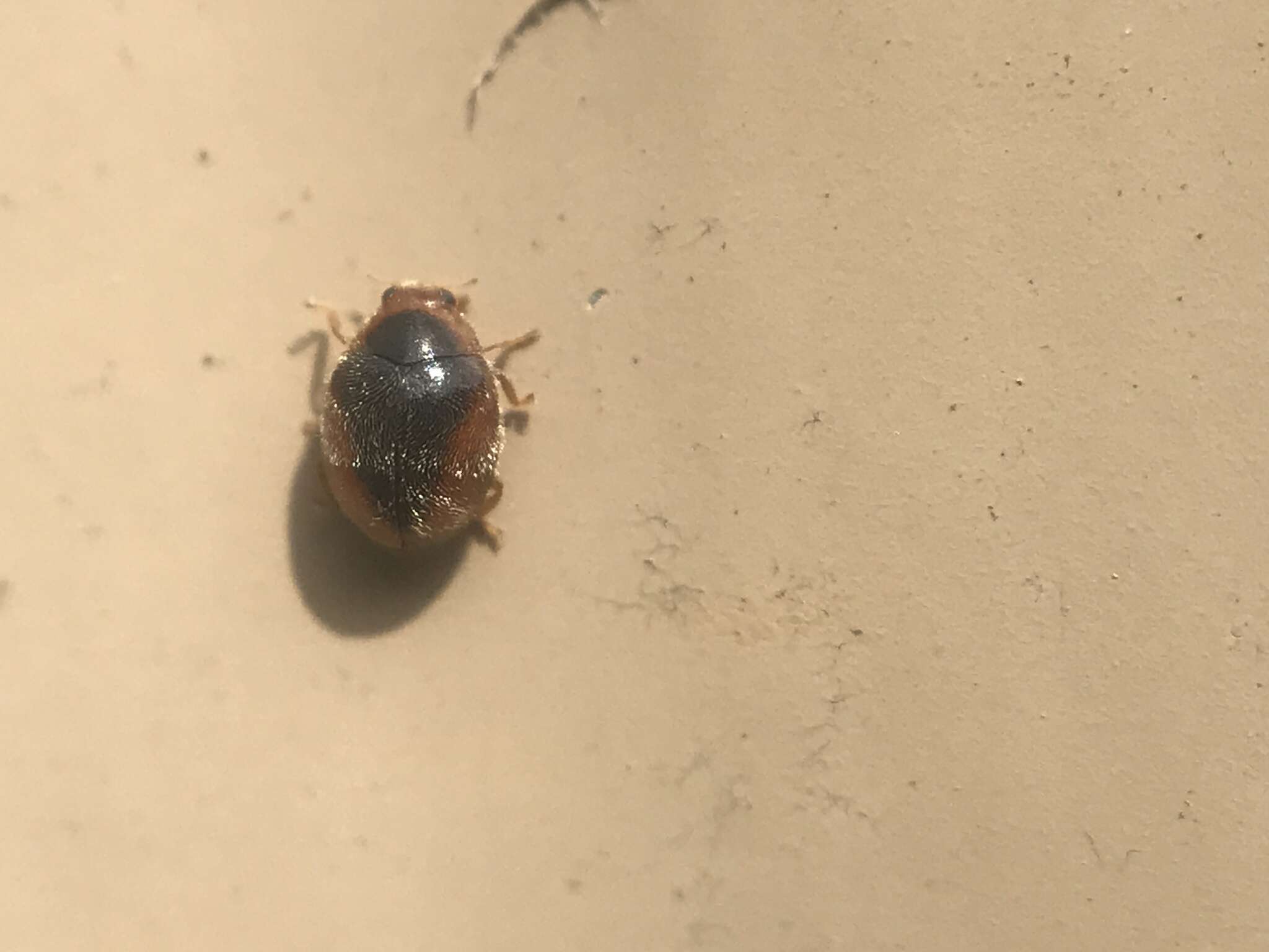 Image of Loew's Lady Beetle