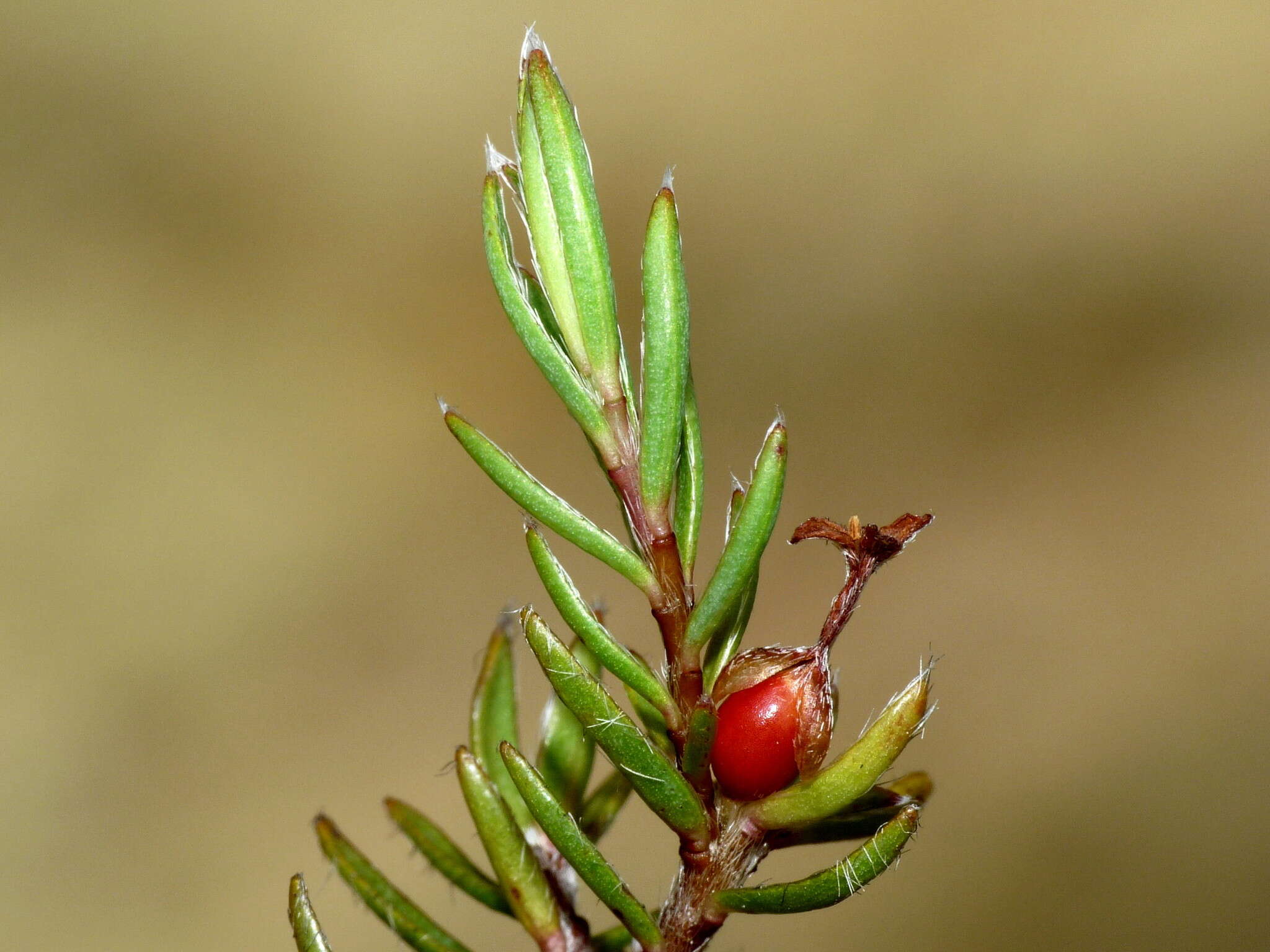 Image of Pimelea suteri T. Kirk