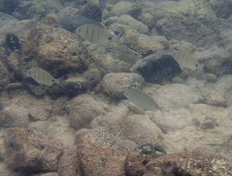 Image of Moroccan white seabream