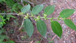 Image of peach-leaved poison bush