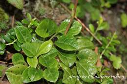 Image of Pyrola morrisonensis (Hayata) Hayata